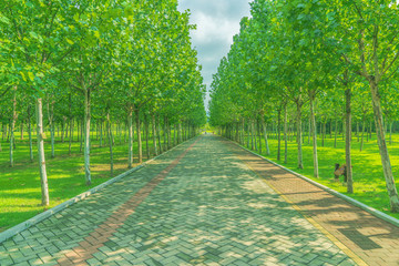 綠色大道