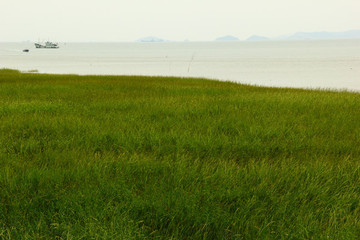 麥田稻田