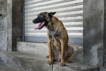 馬犬