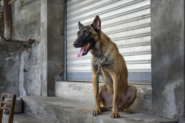 馬犬