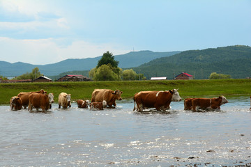 農(nóng)村老牛過河