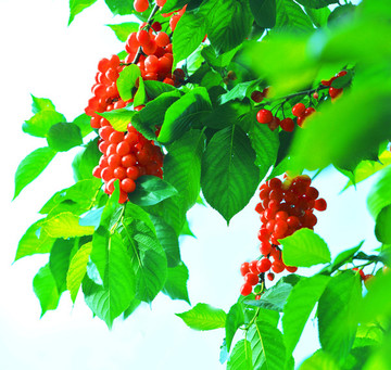 紅櫻桃