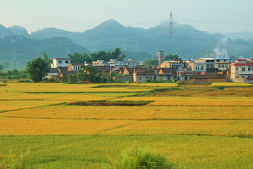 稻田
