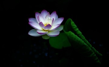 藍蓮花