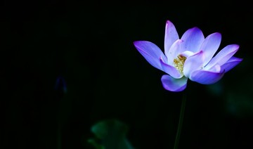藍(lán)蓮花