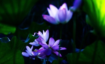 藍(lán)蓮花