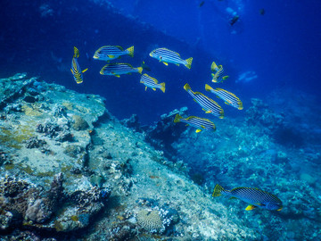 印度尼西亞巴厘島圖蘭奔水下魚群
