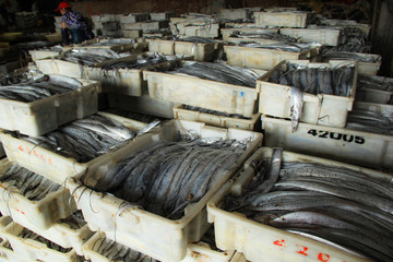 石浦漁港碼頭捕撈魚類
