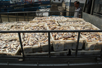 石浦漁港碼頭捕撈魚類