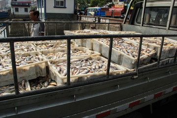 石浦漁港碼頭捕撈魚類