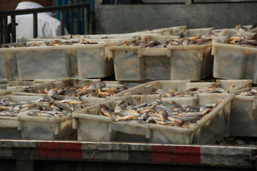 石浦漁港碼頭捕撈魚類