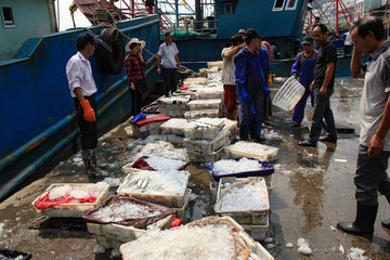 石浦漁港碼頭捕撈魚類