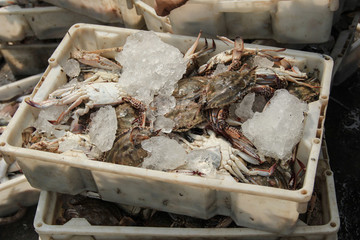 石浦漁港碼頭捕撈魚類