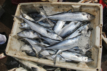石浦漁港碼頭捕撈魚類