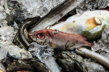 石浦漁港碼頭捕撈魚類
