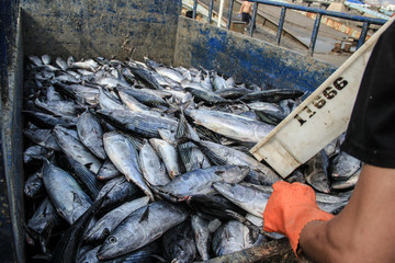 石浦漁港碼頭捕撈魚類