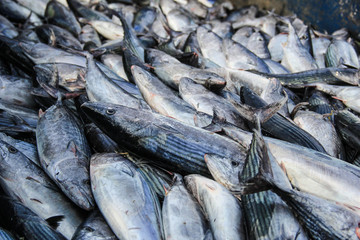 石浦漁港碼頭捕撈魚類