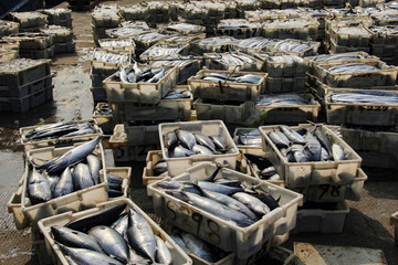 石浦漁港碼頭捕撈魚類