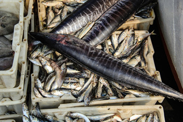 石浦漁港碼頭捕撈魚類