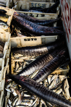 石浦漁港碼頭捕撈魚類