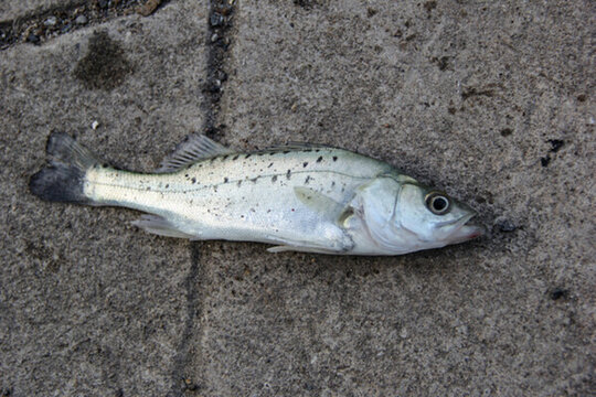 海鱸魚
