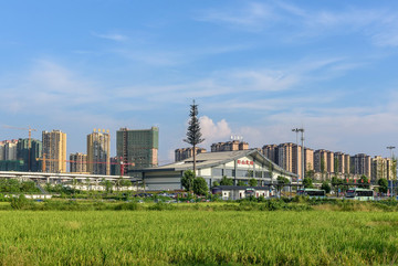 城市背景水稻稻田
