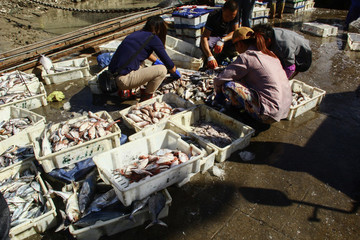 石浦漁港碼頭捕撈魚類
