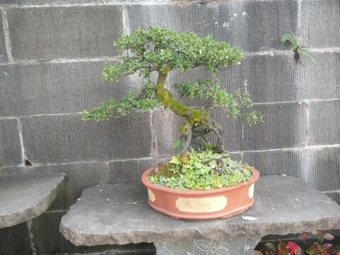 盆景盆栽