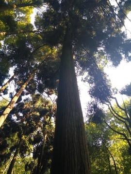 古樹松柏