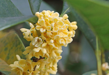 桂花