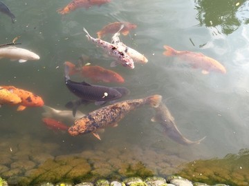 錦鯉