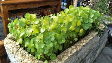綠草