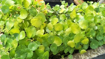 綠草