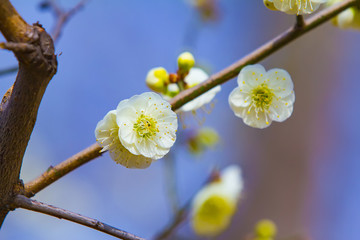 梅花