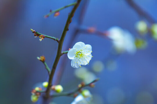 梅花