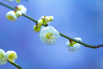 梅花