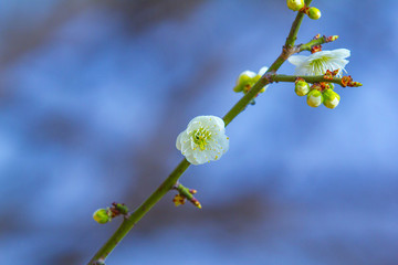 梅花