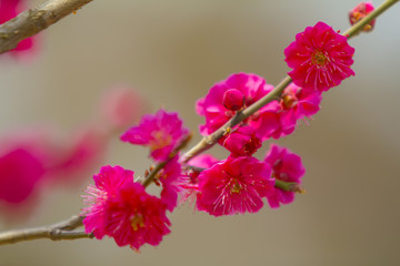 梅花
