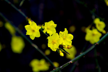 迎春花