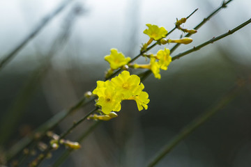 迎春花