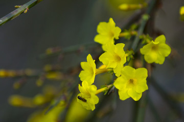 迎春花