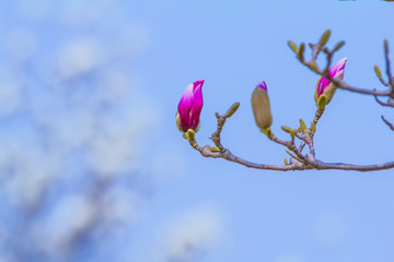 玉蘭花