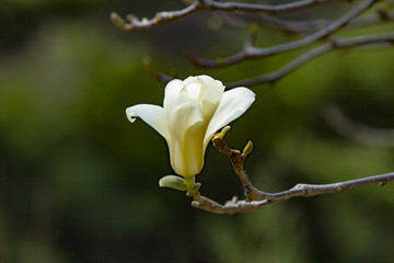 玉蘭花