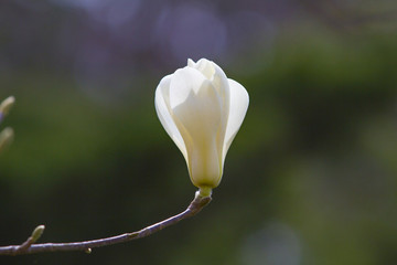 玉蘭花