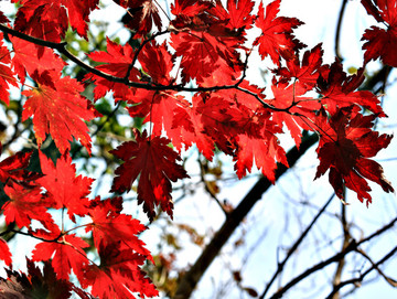 紅楓葉