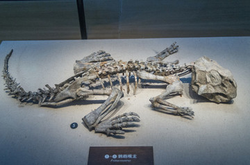 鸚鵡嘴龍化石