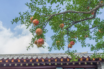 石榴樹