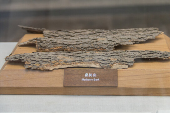 桑樹皮