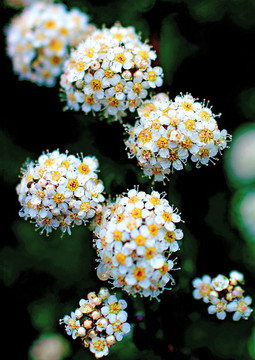 花卉