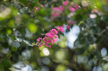 紫薇花